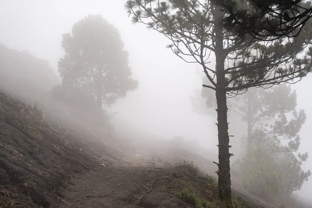 A misty trail through pine trees on Acatenango Volcano in Guatemala.