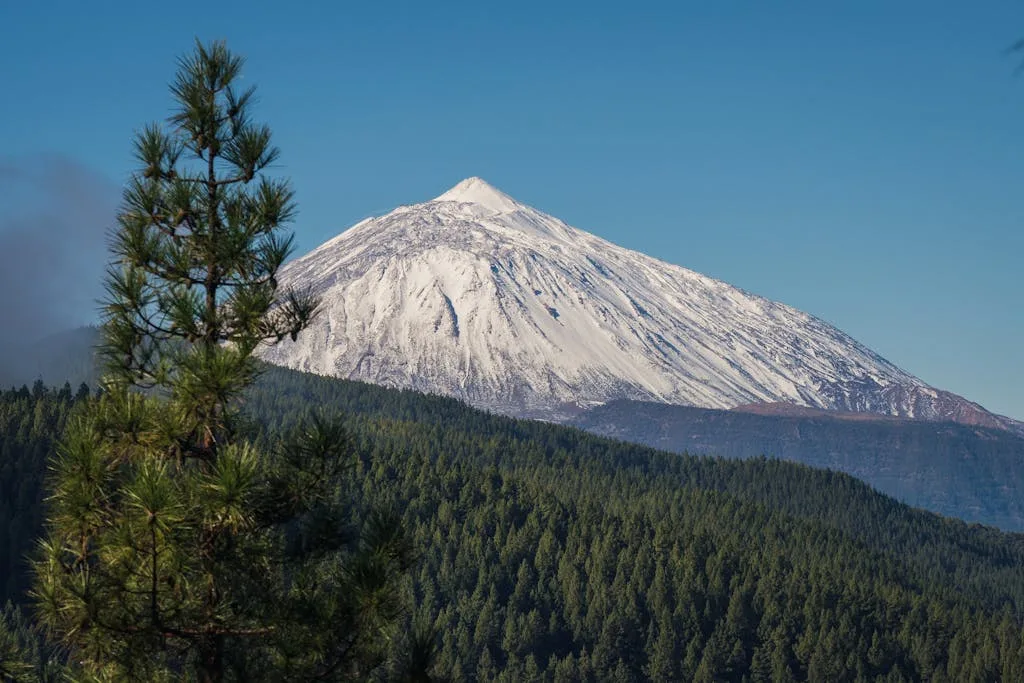 Breathtaking view of Mount Teide, snow-capped and surrounded by lush pine forests under a clear blue sky.