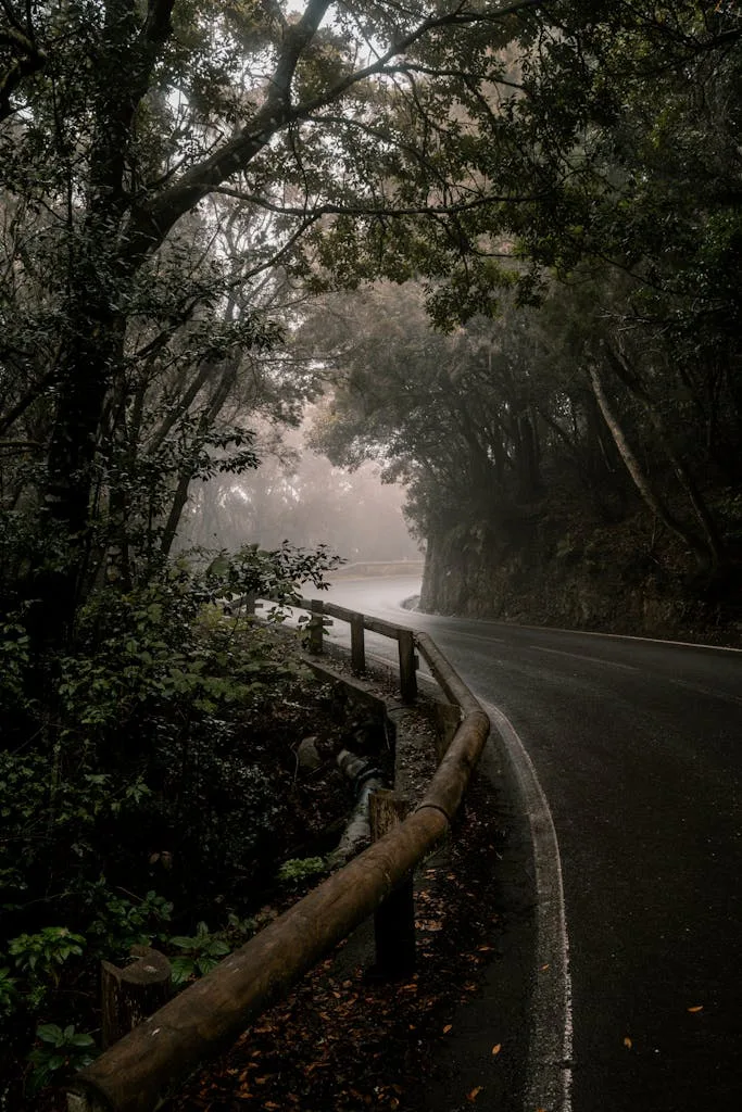 Misty winding road through lush laurel forest in Tenerife, capturing serene natural beauty.